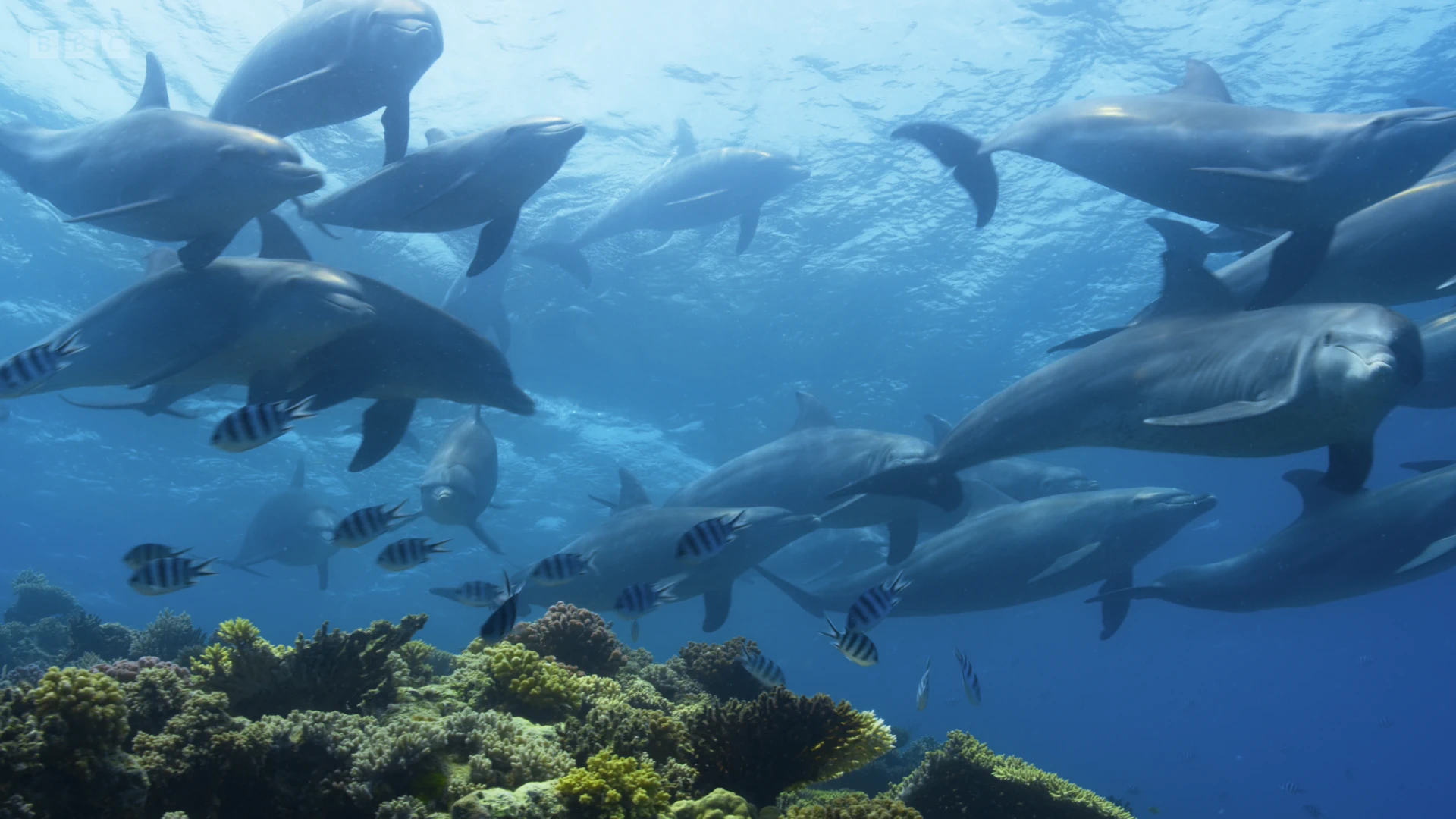 Common bottlenose dolphin (Tursiops truncatus truncatus) as shown in A Perfect Planet - Humans